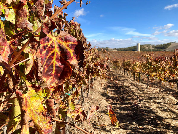 fall vineyard